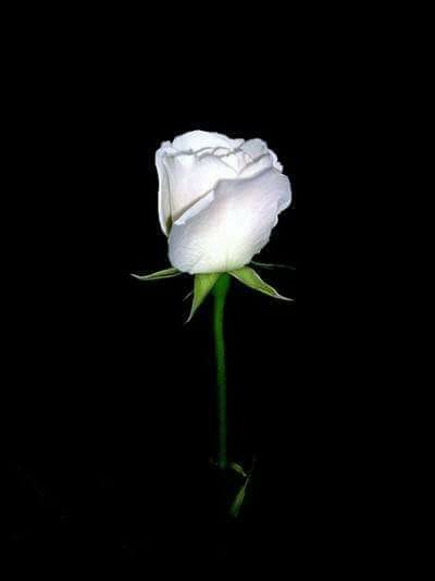 20292693_1830224236995016_8157841498893730895_n