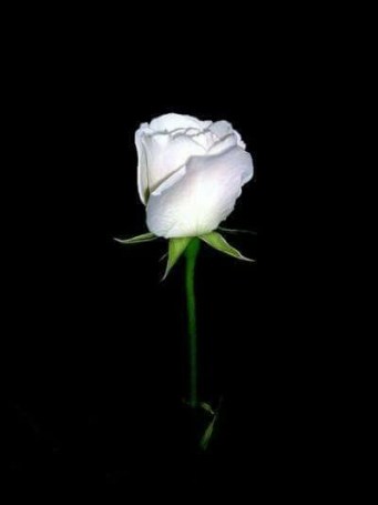 20292693_1830224236995016_8157841498893730895_n