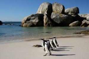 Boulders-Penguins1