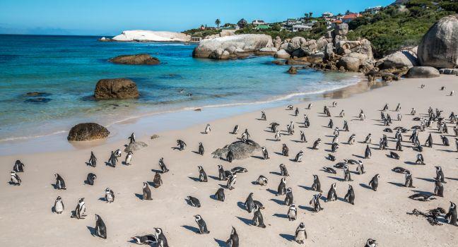 penguins-boulders-beach-cape-town-south-africa-africa_main