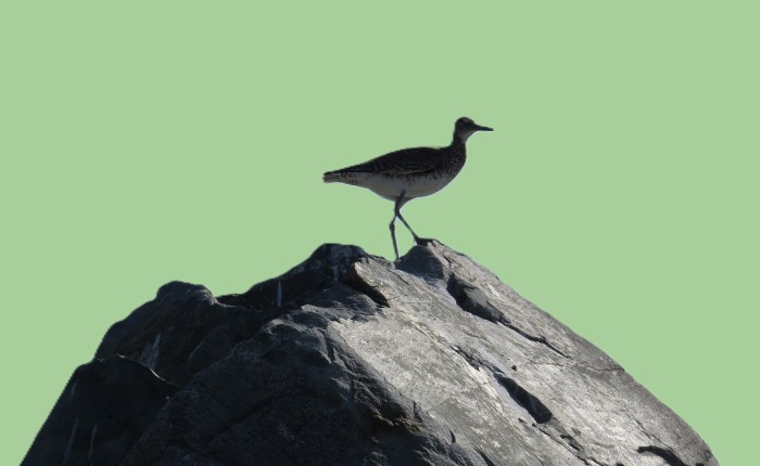 Kąpiel na plaży we Wschodnim Berlinie. Swimming in the ocean on East Berlin&nbsp;Beach.