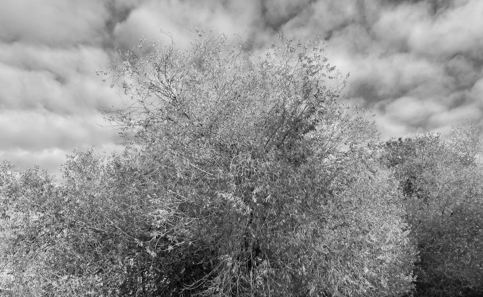 Mission in Okanagan Valley – trees, sky and shoreline. – Gloria jesienna w Mission nad brzegiem jeziora&nbsp;Okanagan