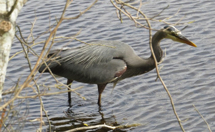 Stanley Park w Vancouverze – gloria&nbsp;wiosny