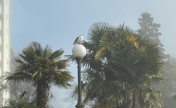 Fog and Sun in Vancouver in&nbsp;February