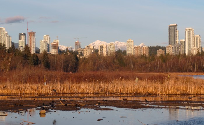 Bridges, lake and crows&nbsp;…